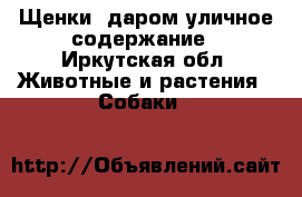 Щенки  даром уличное содержание - Иркутская обл. Животные и растения » Собаки   